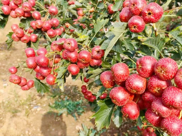 甜红仔山楂树苗
