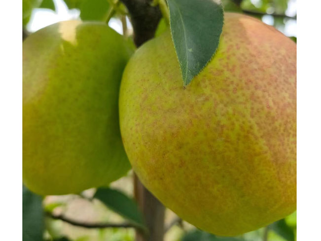 玉露香梨
